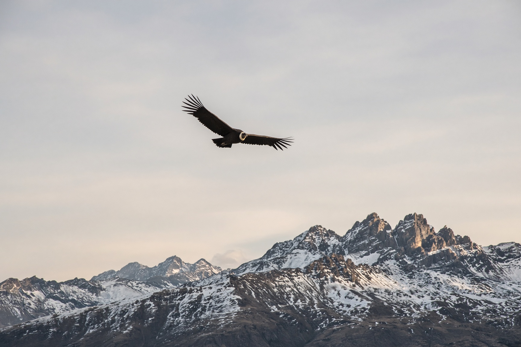 An Andean condor gliding above a snow-streaked ridge