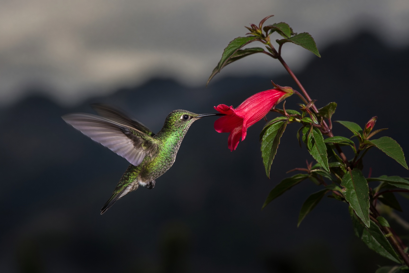A hummingbird hovering at a tubular flower
