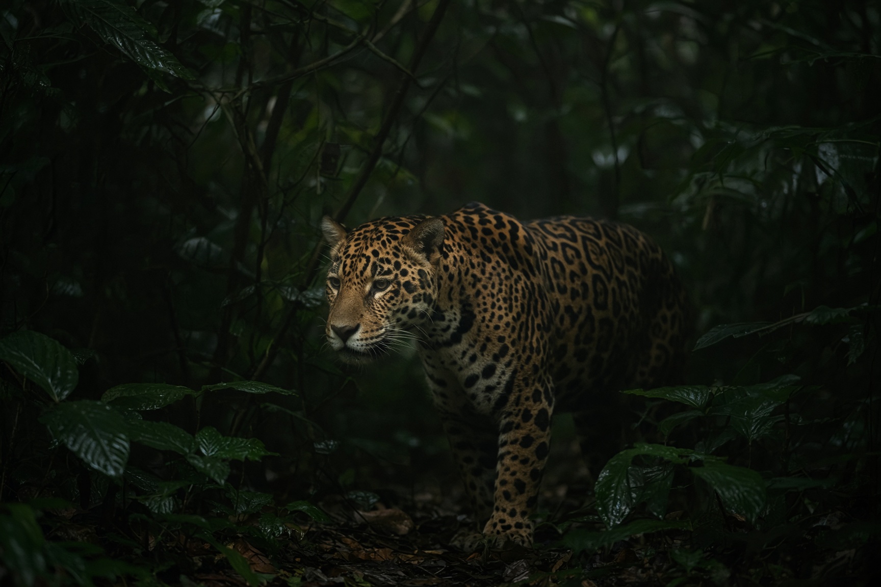 A jaguar standing still in cloud-forest shadow